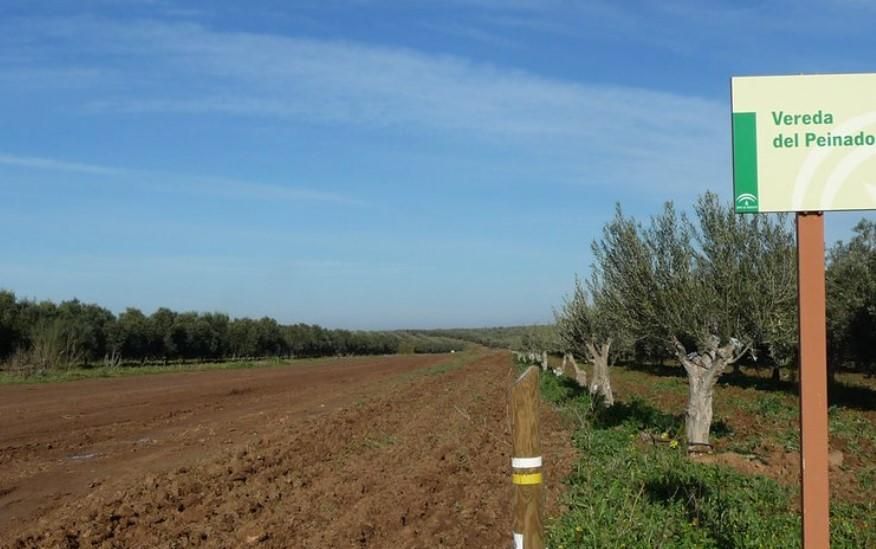 La Calderona, un paseo entre cereales, girasoles y olivos
