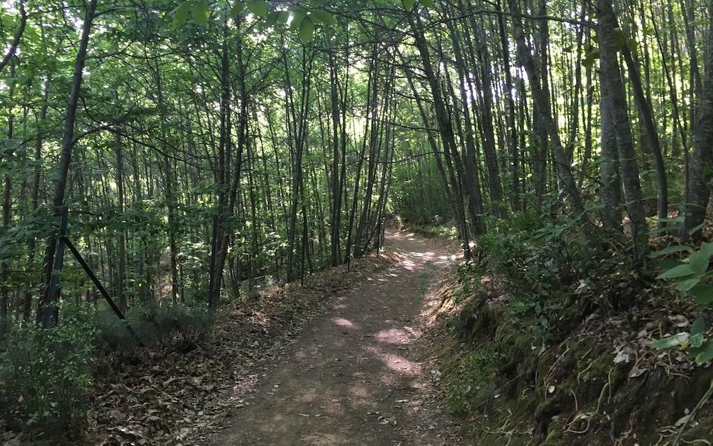 Entre castaños y fortalezas por el 'Valle de la Osa'