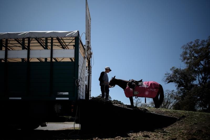 Tradición, campos, caballos y amor: las claves del éxito del polo argentino
