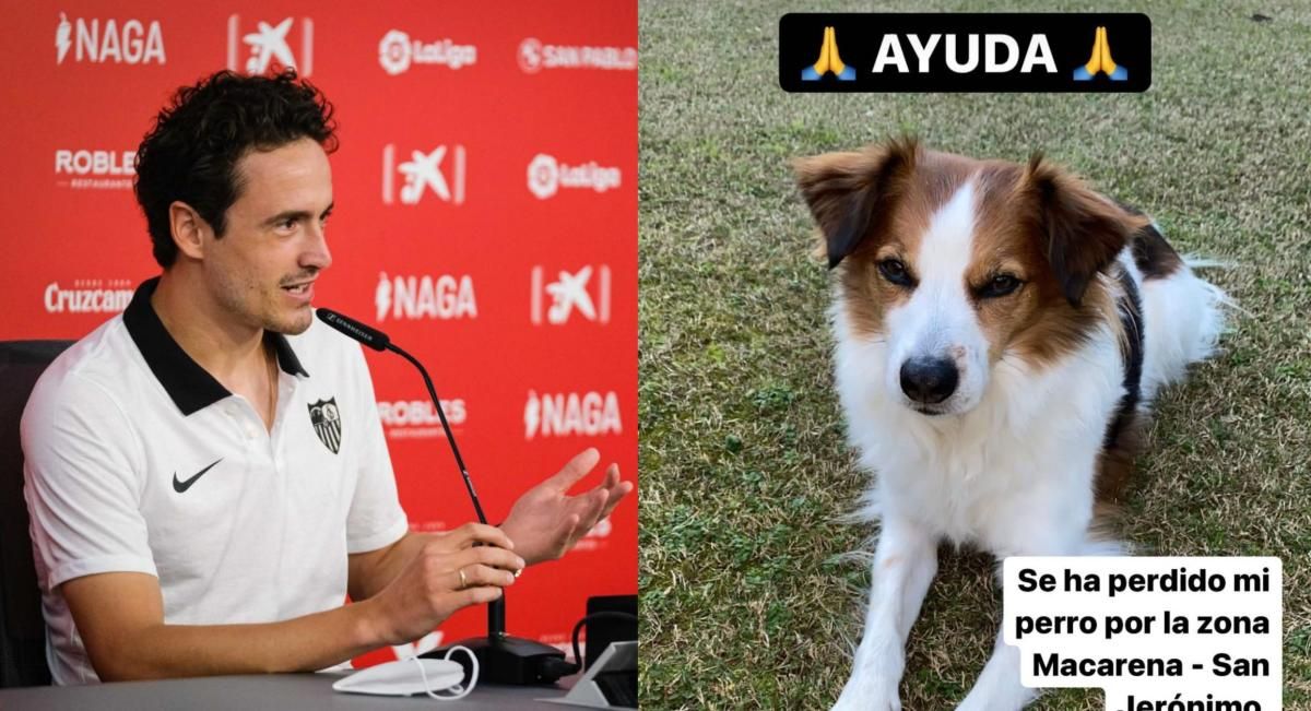 Delaney pide ayuda para encontrar a su perro perdido