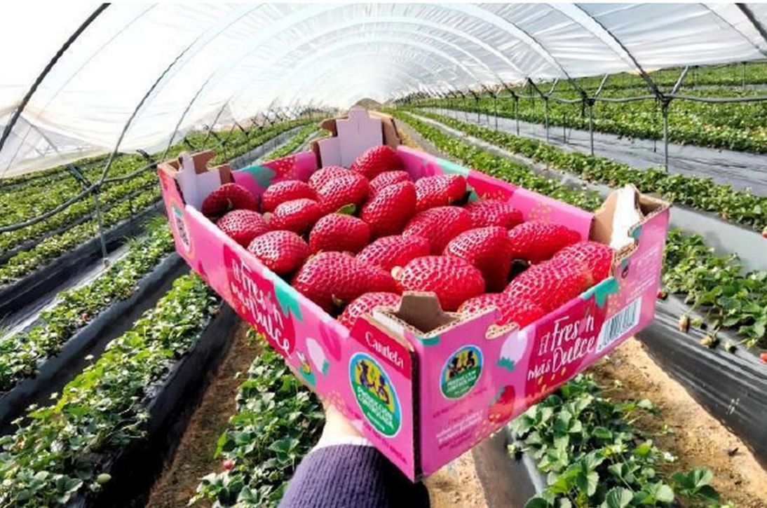 Alcampo venderá 500.000 kilos de fresa de la variedad 'Candela'