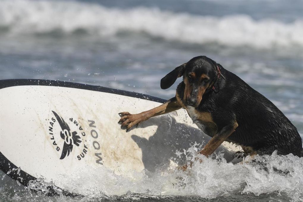 El surf con perros llega a España para animar a hacer deporte con mascotas