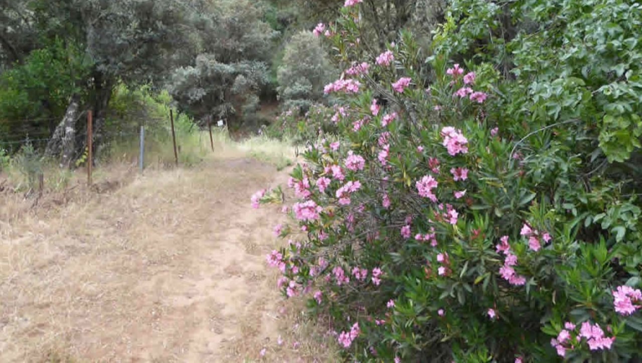 Senderos de los aguardienteros - El Título: Una gran vuelta por Alanís