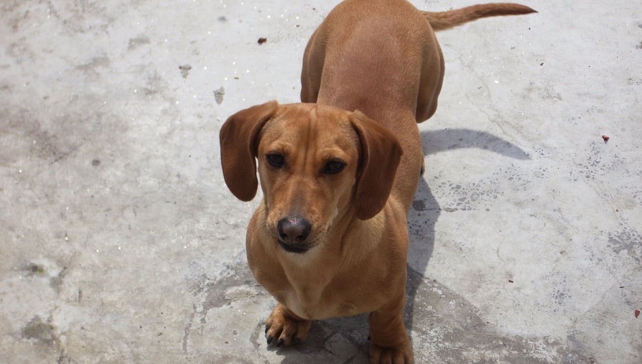 Alemania quiere acabar con los perros salchicha