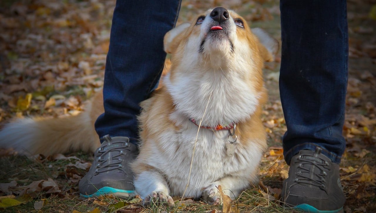 Primeras multas a propietarios de mascotas por no recoger las heces de sus perros