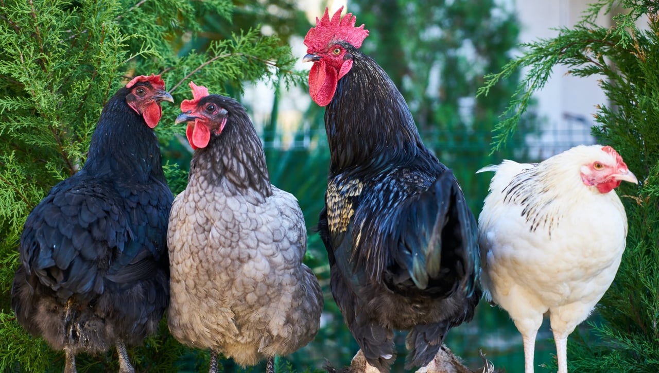 Un hombre de 67 años muere por el ataque de un gallo