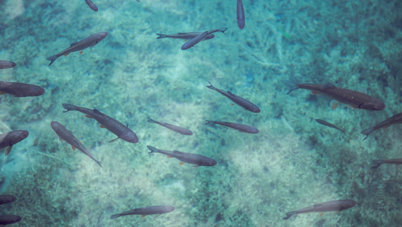 Miles de salmones se escapan de una piscifactoría y generan un terrible problema