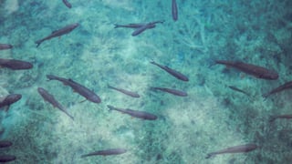 Miles de salmones se escapan de una piscifactoría y generan un terrible problema