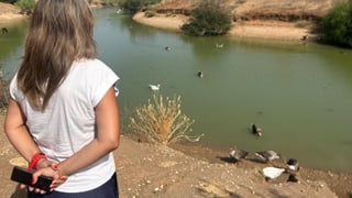 La gripe aviar llega a Sevilla y causa decenas de muertes