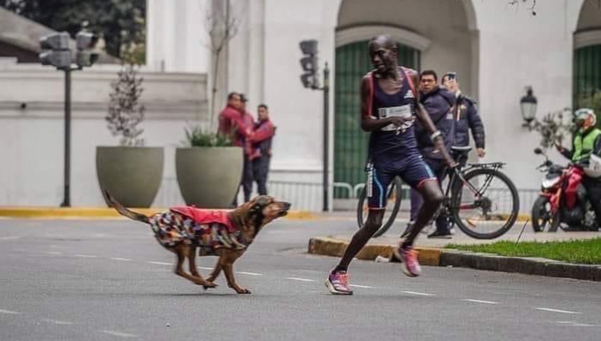 Un perro ataca a un atleta en plena Maratón de Buenos Aires y le deja sin victoria