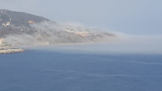 El taró que 'acabó' con las playas de Málaga volverá pronto