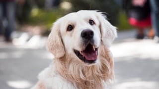 Castilla y León no quiere perros