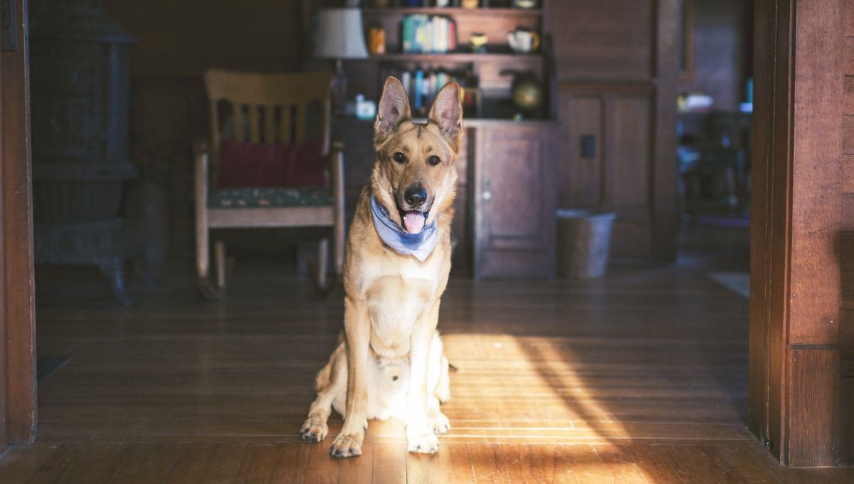 Ley animal: ¿Cuál es la multa por dejar al perro solo en casa?