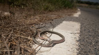 Máxima preocupación en Tenerife por la aparición de esta peligrosa serpiente
