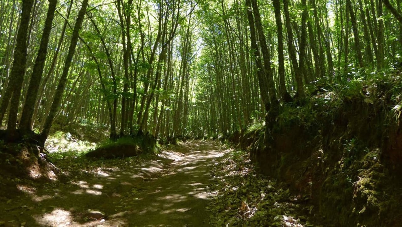 Constantina-Campovid: una ruta para respirar aire fresco