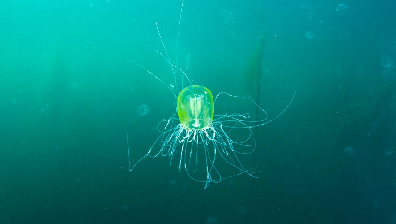 La playa gaditana que brilla en la oscuridad y deja sin palabras a quienes la visitan