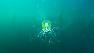 La playa gaditana que brilla en la oscuridad y deja sin palabras a quienes la visitan