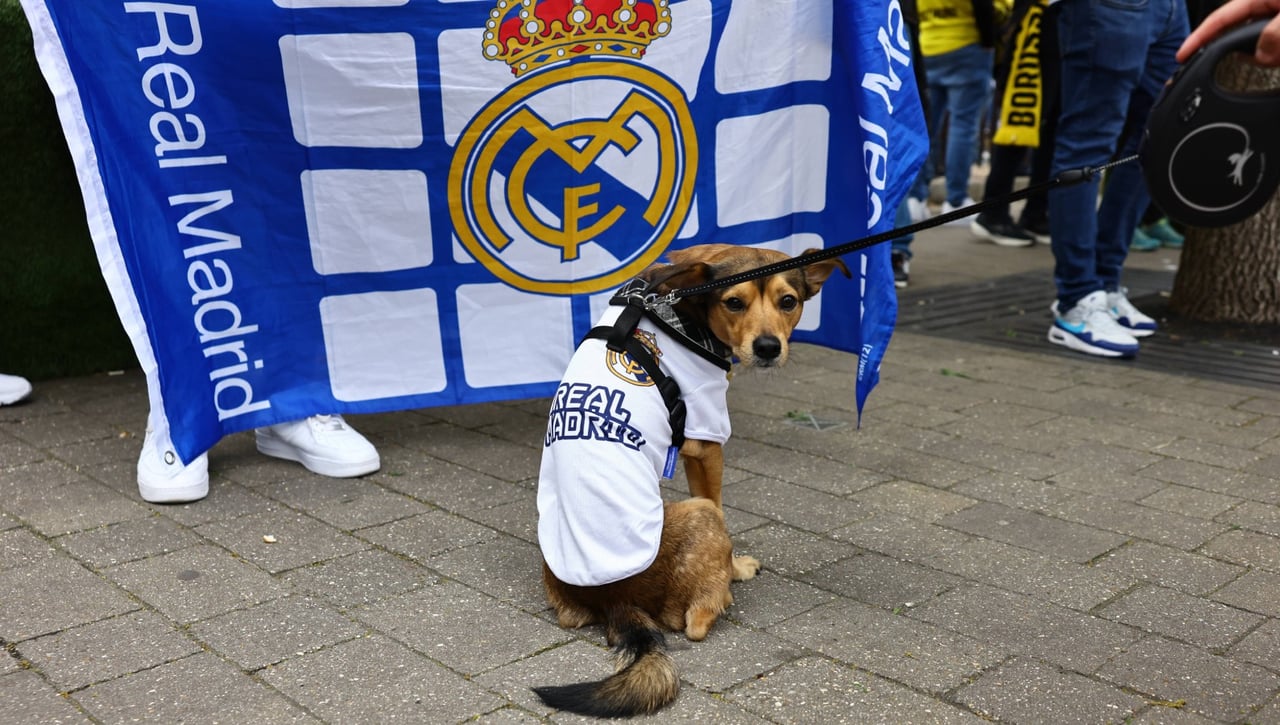 PACMA quiere parar los partidos de fútbol