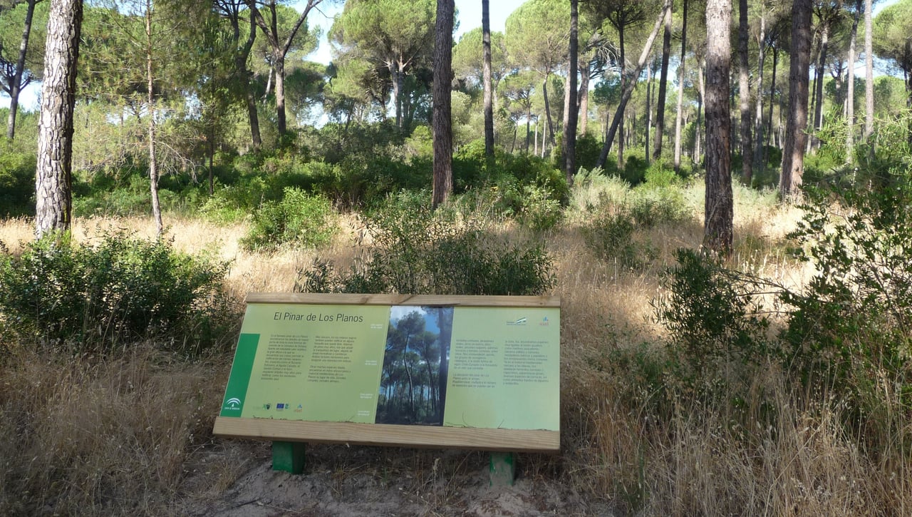Pinares del Aznalcázar - La Puebla del Río: Bicicleta y Doñana