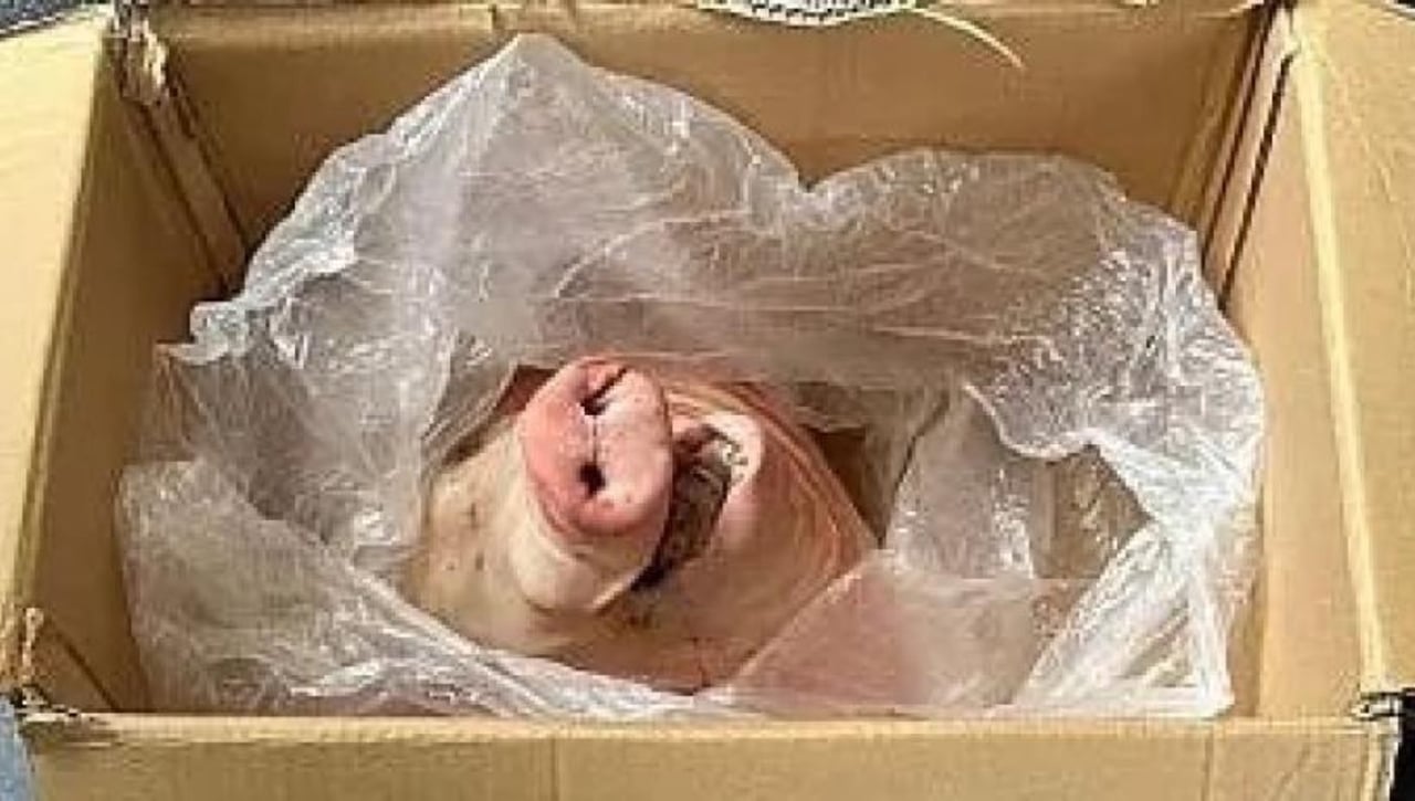 Amenazan de muerte a la Sampdoria de Jesé