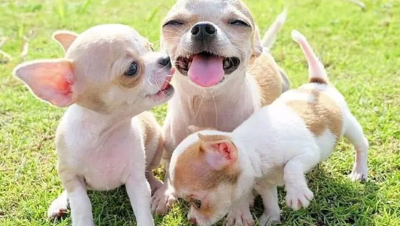 Una mujer acaba en el Hospital por un accidente con su perro mientras dormía