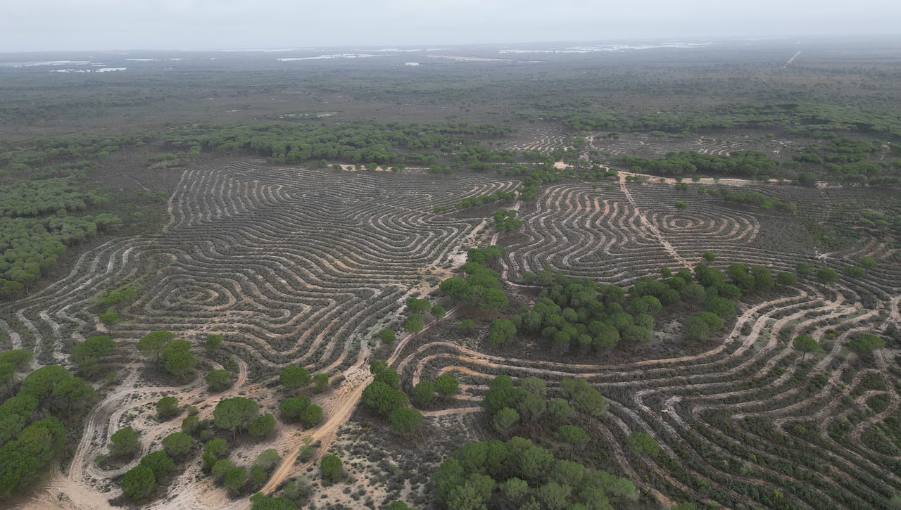Helvetia Seguros colabora con la Fundación Plant-for-the-Planet por una buena causa