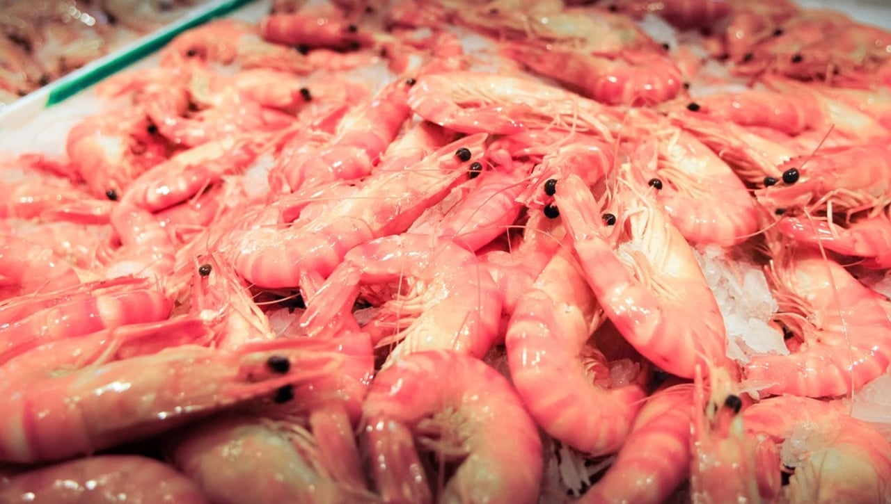 El Mediterráneo sufre una invasión de langostinos