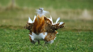 ¿El Dr. Dolittle en el mundo animal? Conoce al ave más grande capaz de volar y que además se automedica