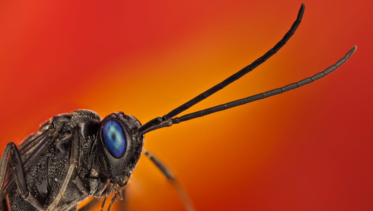 Invasión de cucarachas en verano: el método para acabar con ellas