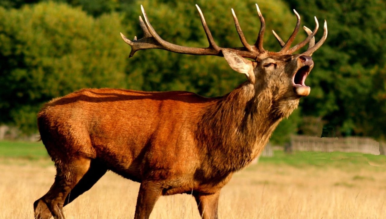 La berrea del Ciervo llega a Sevilla y no tiene nada que ver con David Broncano