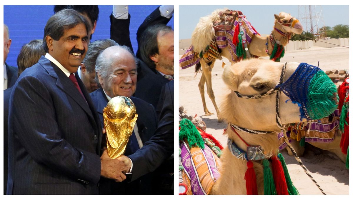 El 'COVID del camello' amenaza con jorobar el Mundial de Qatar