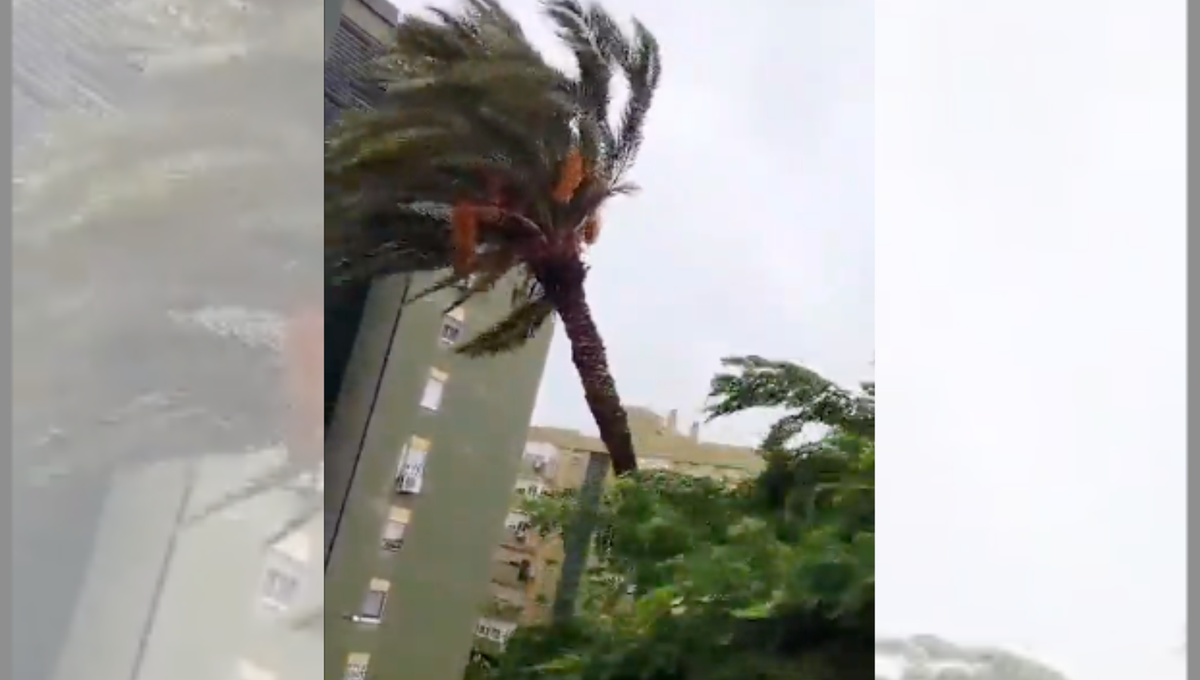 La propuesta de Jordi Évole a la sevillana viral por narrar la caída de una palmera por el temporal