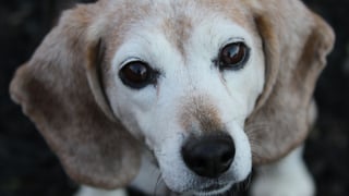 Descubren cómo viajan los perros en aviones y produce terror