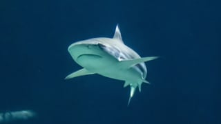 Encontronazo de Arguiñano con un tiburón en la playa de Zarautz