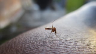 Adiós a los mosquitos gracias a este novedoso aparato de AliExpress