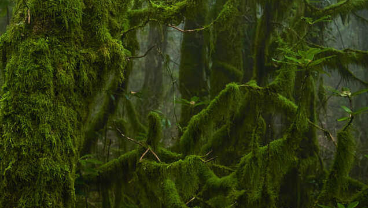El bosque envuelto en niebla de Cádiz que parece sacado de 'El libro de la selva'