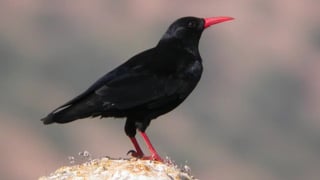 Vuelve un pájaro extinguido hace 200 años