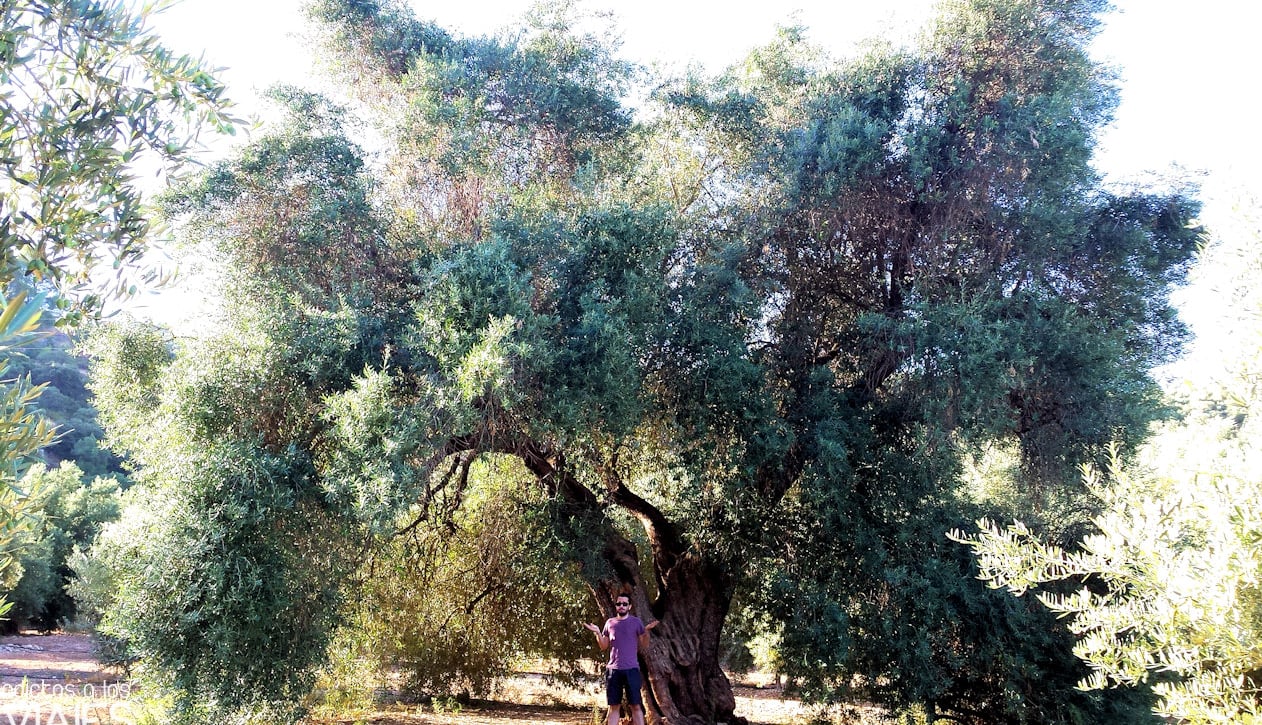 El olivo más grande del mundo está en Andalucía