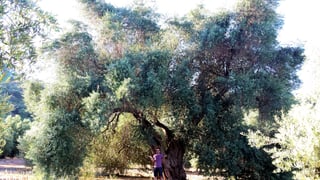 El olivo más grande del mundo está en Andalucía