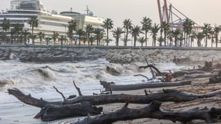Alerta en las playas del Mediterráneo: el peligroso y desconocido animal con el que hay que tener mucho cuidado