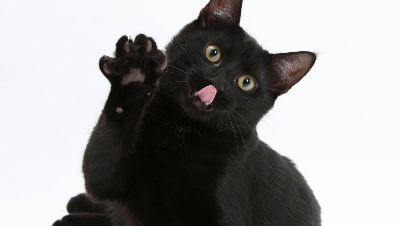 Por qué los refugios prohíben adoptar gatos negros y blancos en Halloween