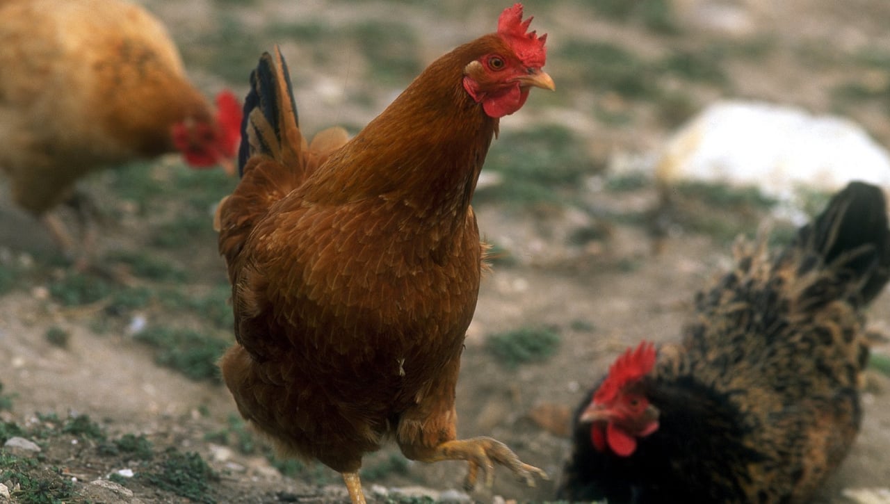 El pueblo de España en alerta por gallinas y que paga 26.000 euros por cazarlas
