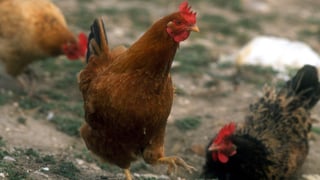 El pueblo de España en alerta por gallinas y que paga 26.000 euros por cazarlas