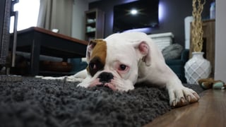 Baja laboral para cuidar de tu mascota: perros, gatos y otros animales