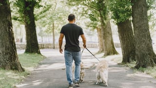 Alerta de la Guardia Civil para pasear a los perros en España