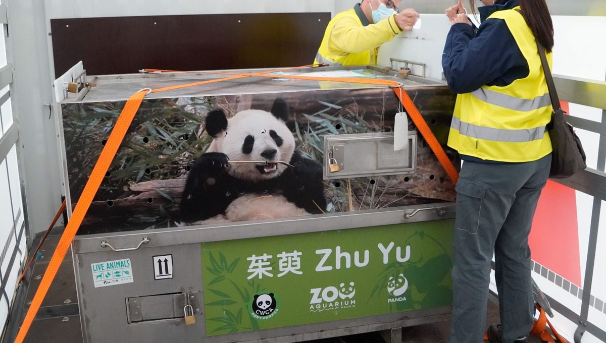 Los 'perros panda' llegan a un zoo de China