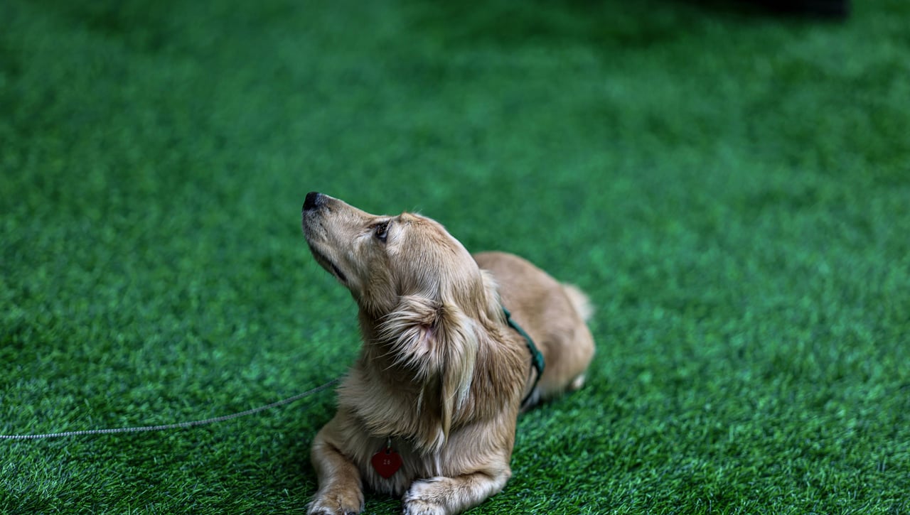El gran mito sobre los perros, al descubierto por una educadora canina