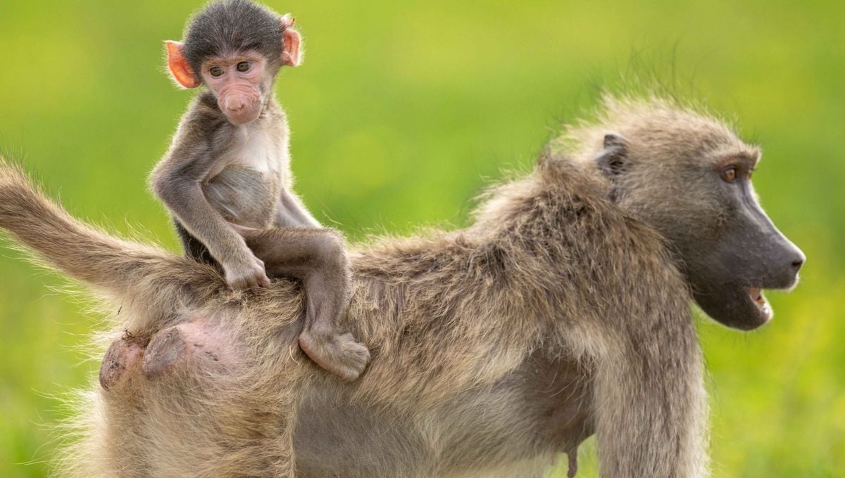 China muestra el primer mono rhesus clonado con éxito con la técnica de la oveja Dolly y abre el debate de la clonación humana