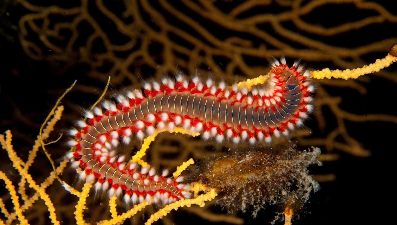 Cierran playas por la invasión de esta especie