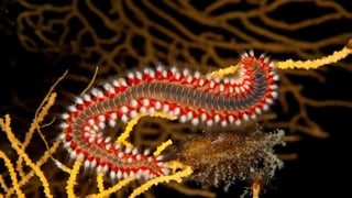 Cierran playas por la invasión de esta especie